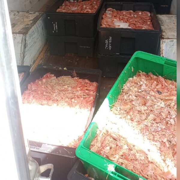 Rawson: Decomisan 350 kilos de langostinos y residuos sin refrigeración
