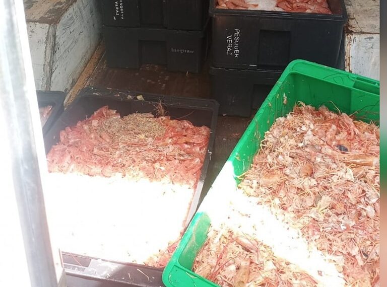 Rawson: Decomisan 350 kilos de langostinos y residuos sin refrigeración