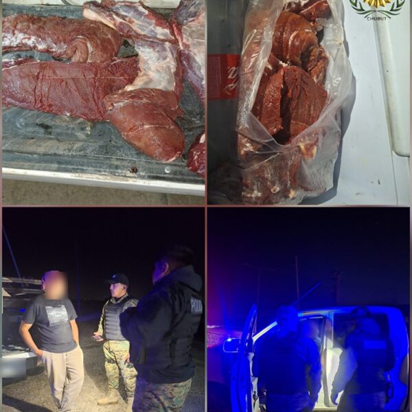 Decomiso de guanacos en Ruta 3