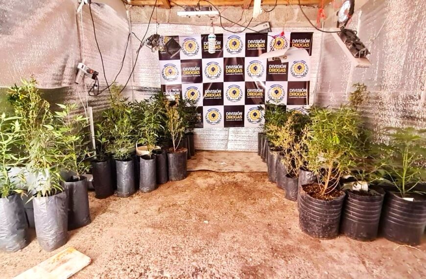 Enano verde: Secuestraron más de 600 plantas de marihuana y desmantelaron un punto de narcomenudeo