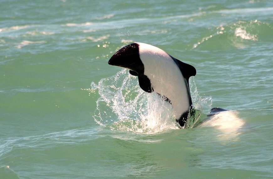 La tonina overa, un pequeño delfín originario del mar Patagónico
