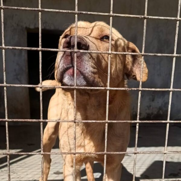 La Trágica Muerte de Rubio: El Lamento de un Perro Abandonado por Inoperancia