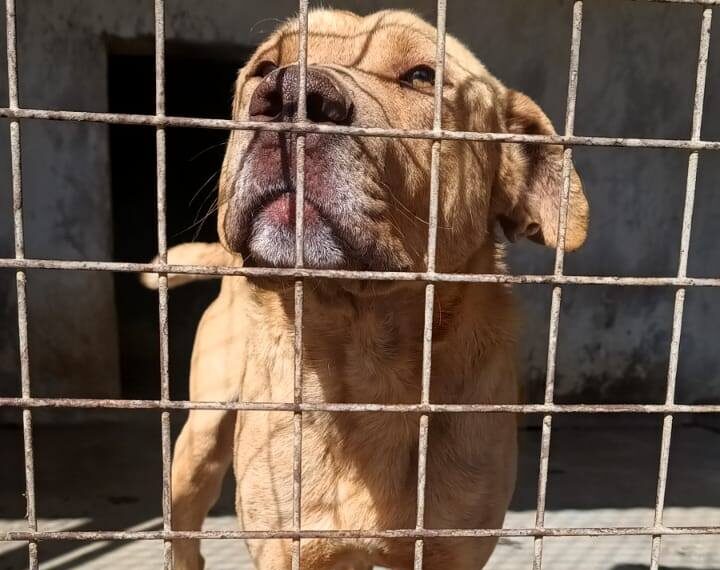 La Trágica Muerte de Rubio: El Lamento de un Perro Abandonado por Inoperancia