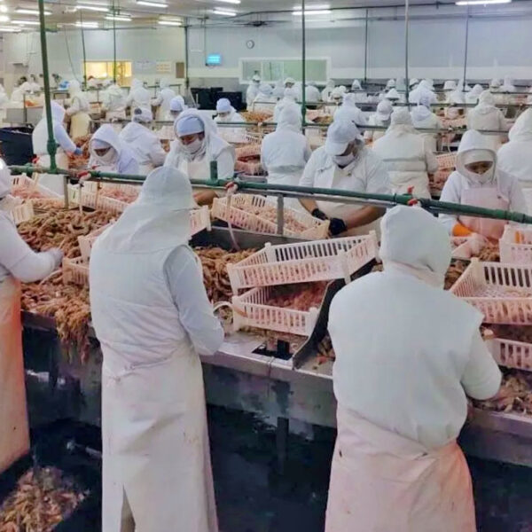 Pesca Marina en crisis: la empresa avanza con la reestructuración por falta de rentabilidad