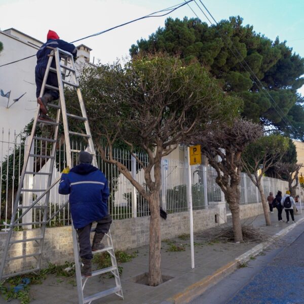Poda en marcha: limpian árboles en avenidas y barrios