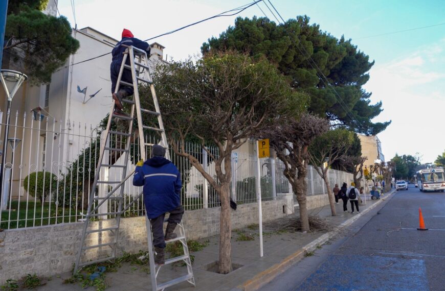 Poda en marcha: limpian árboles en avenidas y barrios