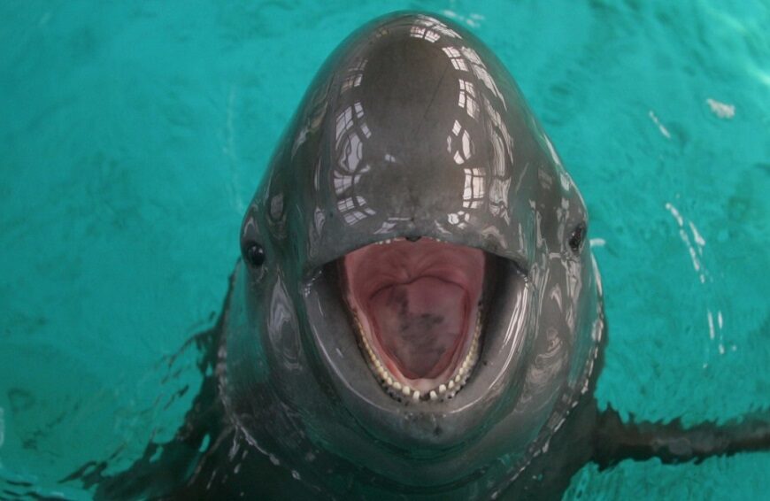 Delfines de río y ecolocalización:…