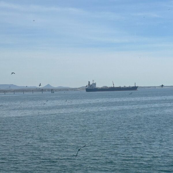 Prefectura establece medidas para proteger a la Ballena Franca Austral y garantizar la seguridad de la navegación