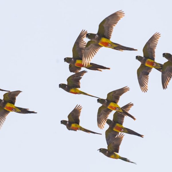 Este martes alerta amarilla por fuertes vientos