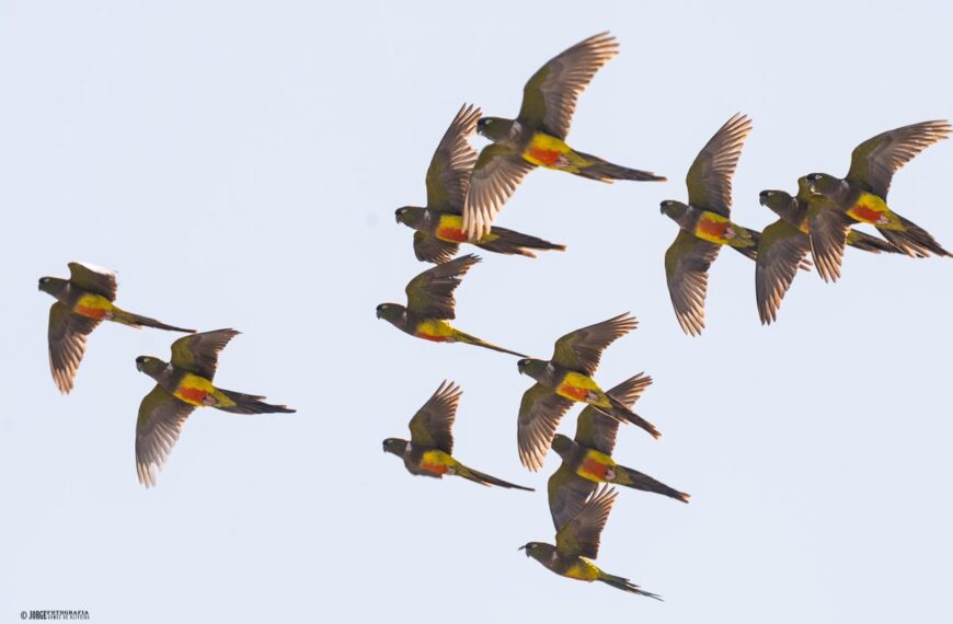 Este martes alerta amarilla por fuertes vientos