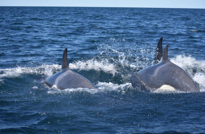 Los hábitos de caza de las orcas: estrategias transmitidas de generación en generación