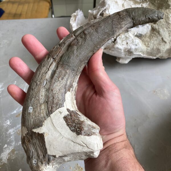 Descubren un nuevo dinosaurio carnívoro en Chubut