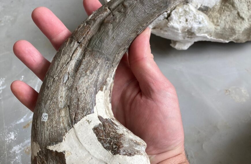 Descubren un nuevo dinosaurio carnívoro en Chubut