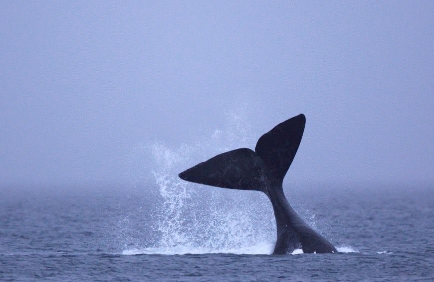 Día Nacional de la Ballena Franca Austral: la importancia de compartir el espacio con respeto