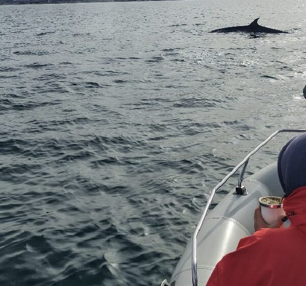 Científicos del CONICET impulsan junto a prestadores turísticos el avistaje de ballenas sei en Comodoro Rivadavia