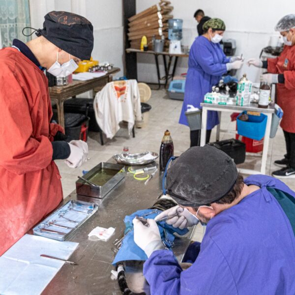 Comodoro participa de la IV Jornada de Castración Masiva en América Latina