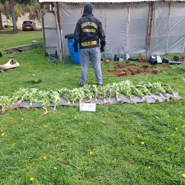 Operativo “Sueño Ácido”: desarticulan red de distribución de drogas psicodélicas entre El Bolsón y Comodoro Rivadavia