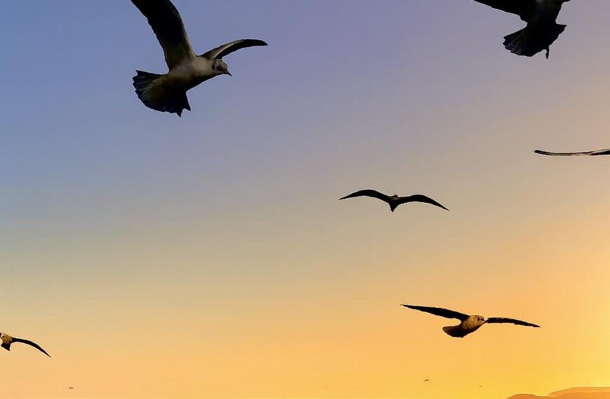 Así estará el martes en Comodoro y Rada Tilly
