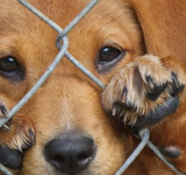 Caperochipi: “Nadie puede ingresar a un domicilio ni llevarse un animal por cuenta propia”