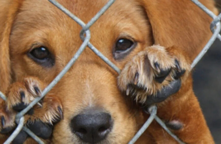 Caperochipi: “Nadie puede ingresar a un domicilio ni llevarse un animal por cuenta propia”