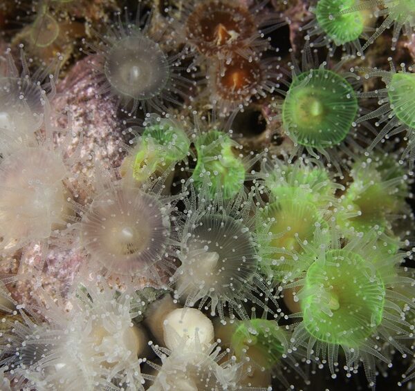 Puerto Madryn recibe más de 600 especialistas para las JornadasNacionales de Ciencias del Mar