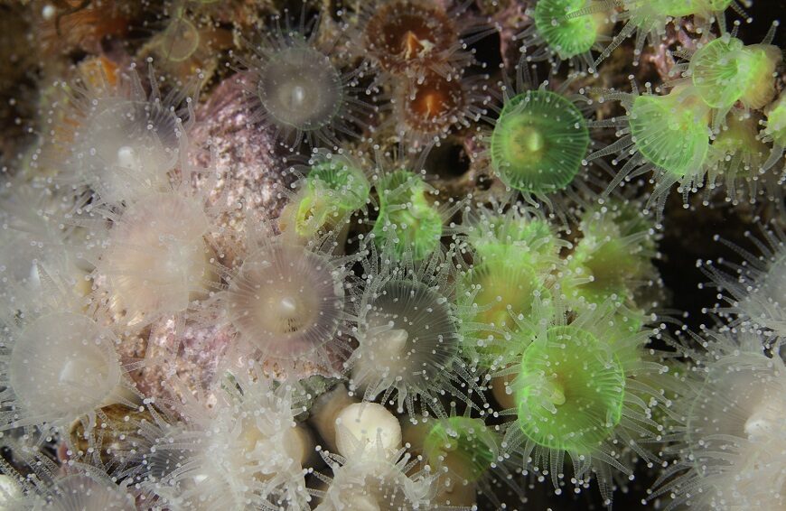 Puerto Madryn recibe más de 600 especialistas para las JornadasNacionales de Ciencias del Mar