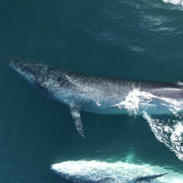 Se presentará el documental “SEI, la ballena desconocida”