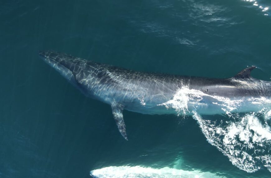 Se presentará el documental “SEI,&hellip;