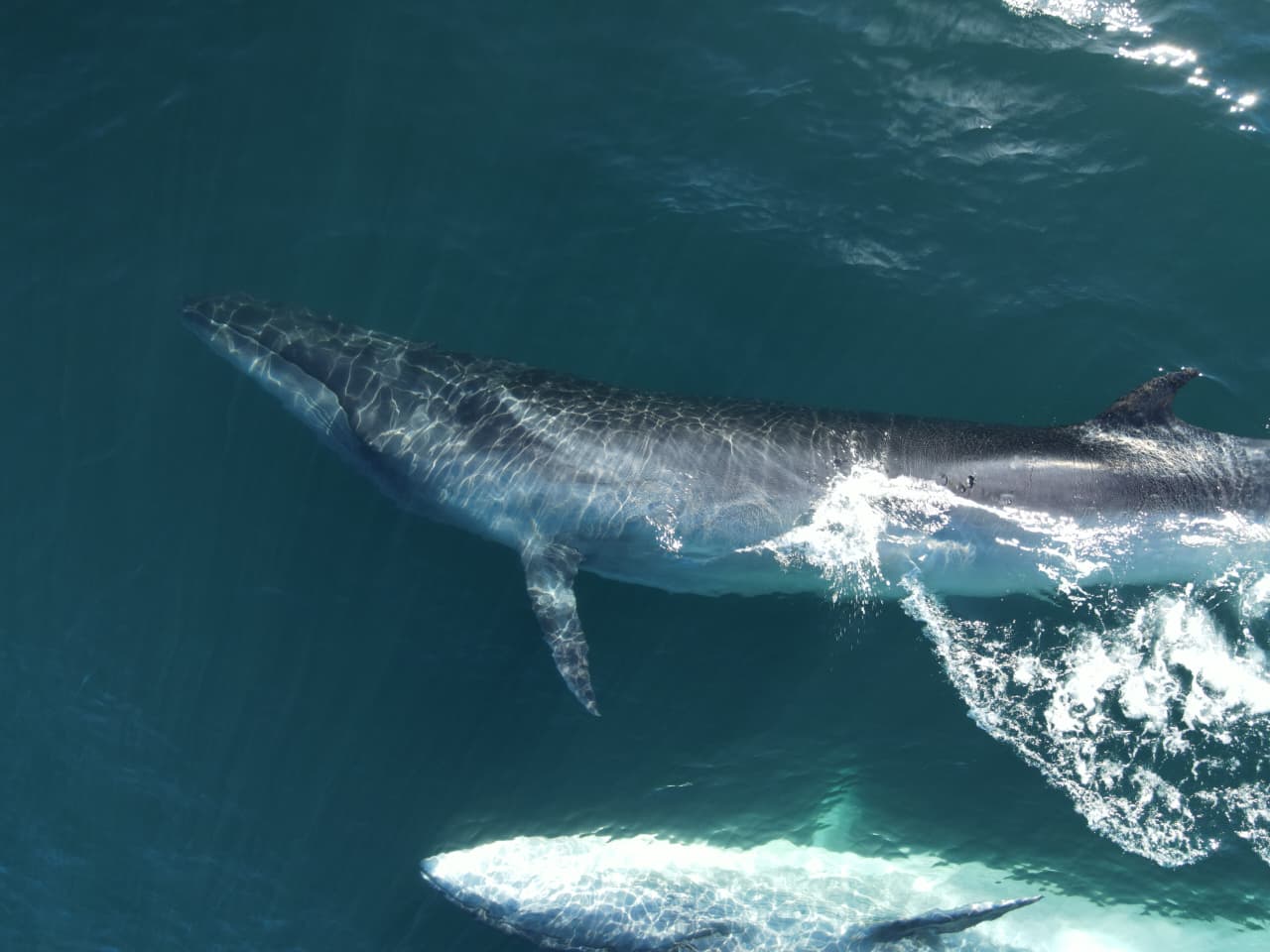 Se presentará el documental “SEI, la ballena&hellip;