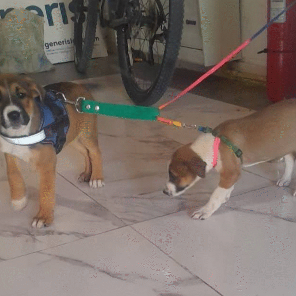 Intervención policial por un grave caso de maltrato animal en Rada Tilly