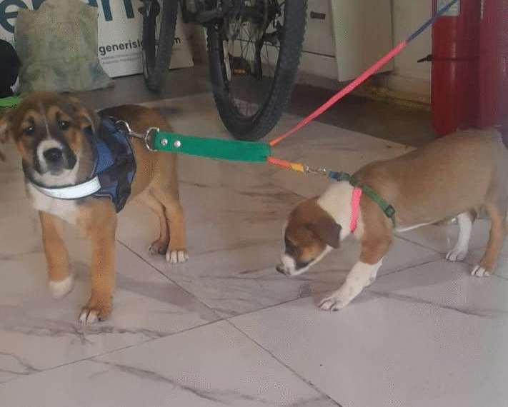 Intervención policial por un grave caso de maltrato animal en Rada Tilly