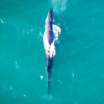 Punta Marqués cumple 40 años…