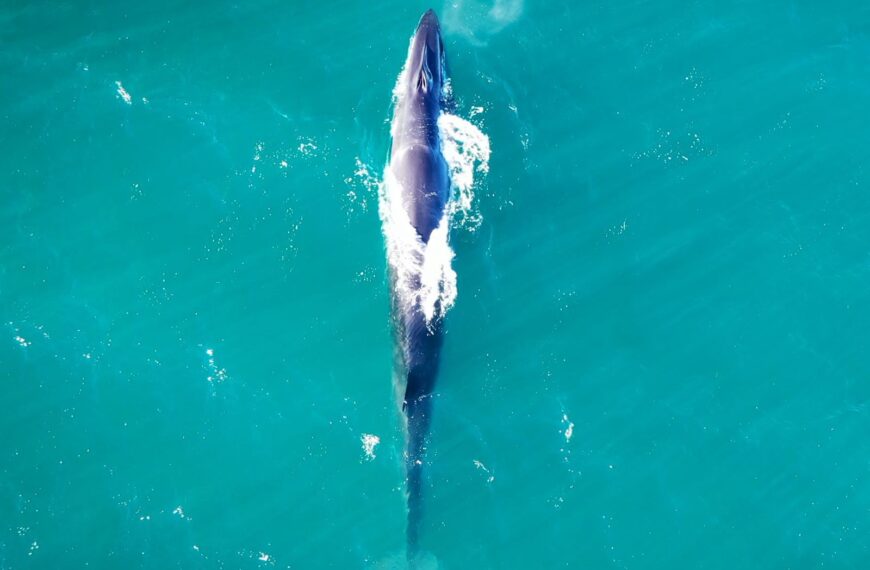 Punta Marqués cumple 40 años…