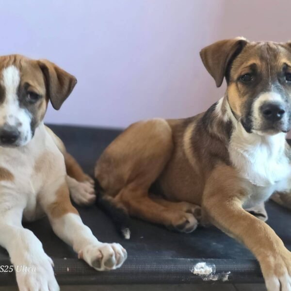 Preocupación por retrocesos en causas de maltrato animal en Comodoro