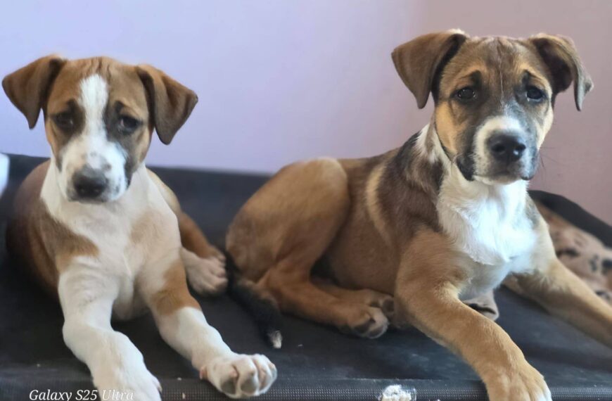 Preocupación por retrocesos en causas…