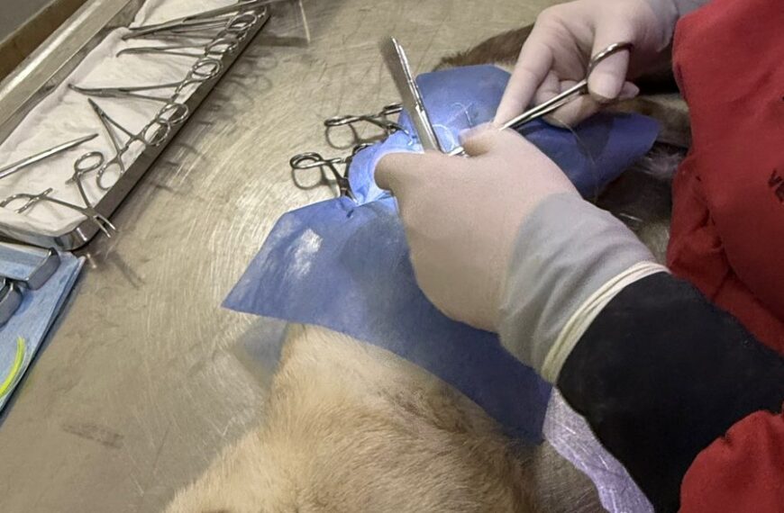 Continúa el operativo de control y sanidad en una colonia de felinos callejeros