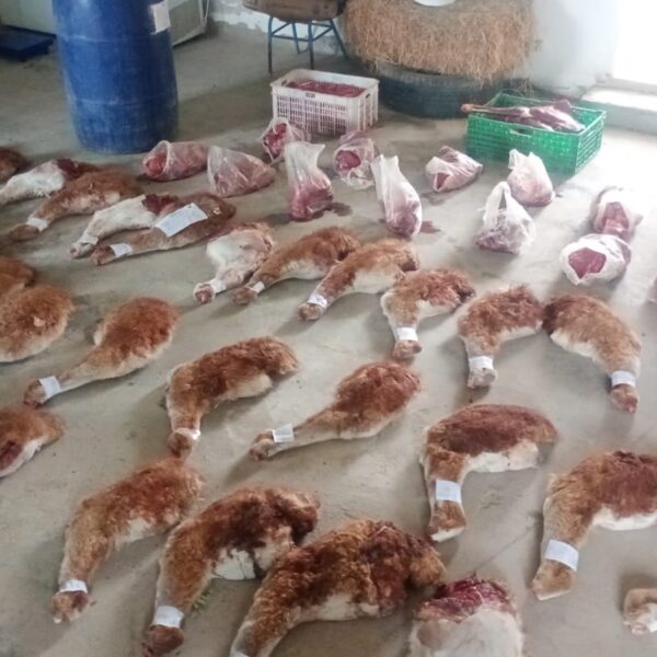 Dos policias involucrados en presunta caza ilegal de guanacos y uso de armas