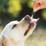 Cannabis medicinal, veterinario y cáñamo&hellip;