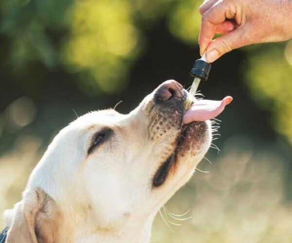 Cannabis medicinal, veterinario y cáñamo industrial: Comodoro será sede de una jornada regional sobre desarrollo productivo