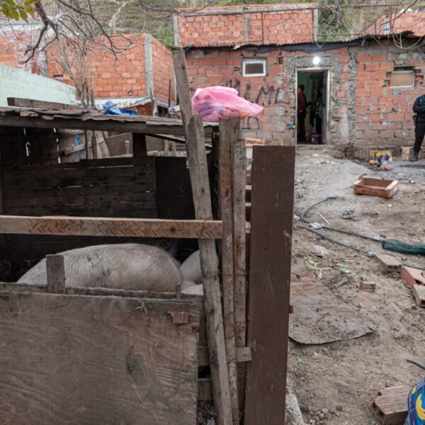 Detectan irregularidades en un predio dedicado a la crianza y venta de carne de cerdo