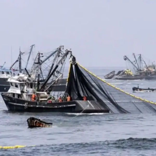 Pesca ilegal: Luque junto a diputados de UxP pidieron acelerar el tratamiento del proyecto que agrava las penas